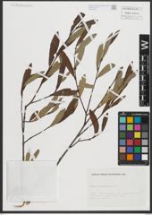 Foto von Salix salviifolia Brot.